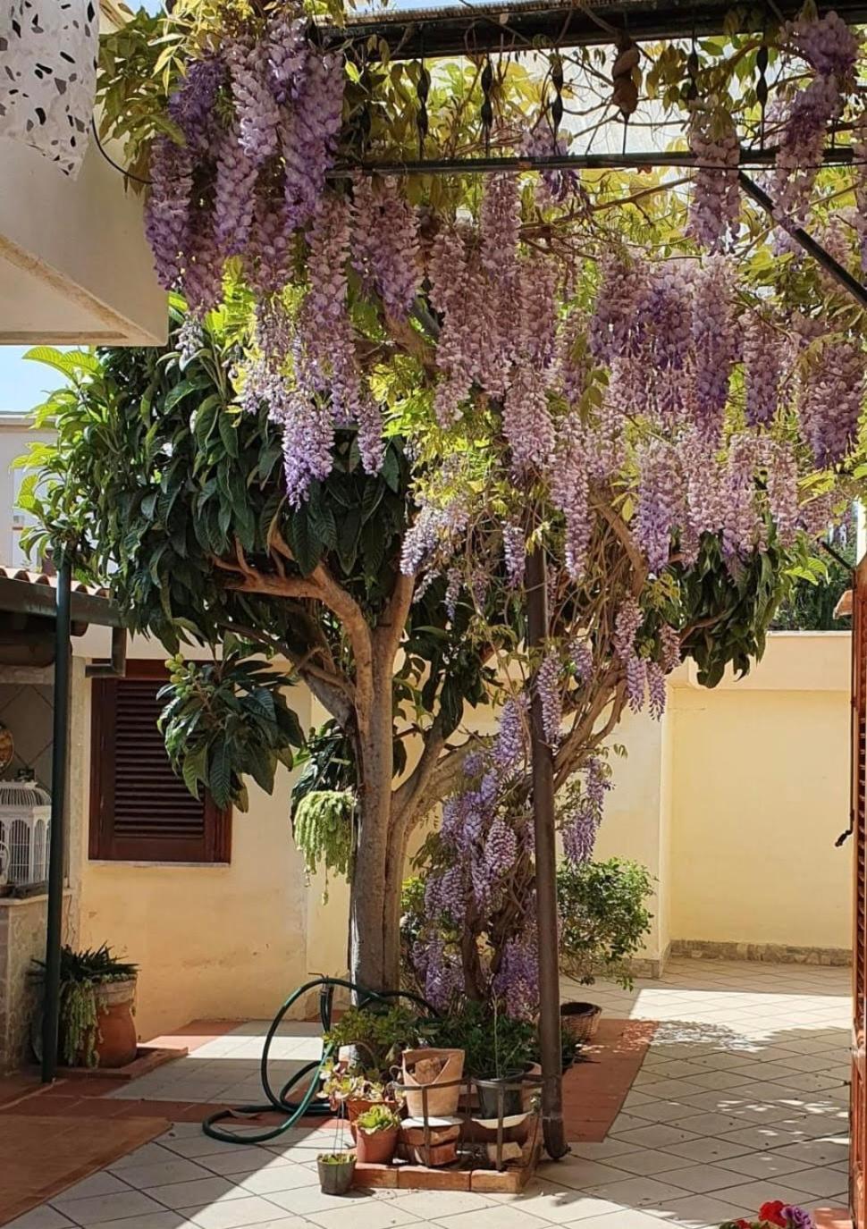 La Depandance Di Villa Rosa Locazioni Brevi Mondello Eksteriør billede